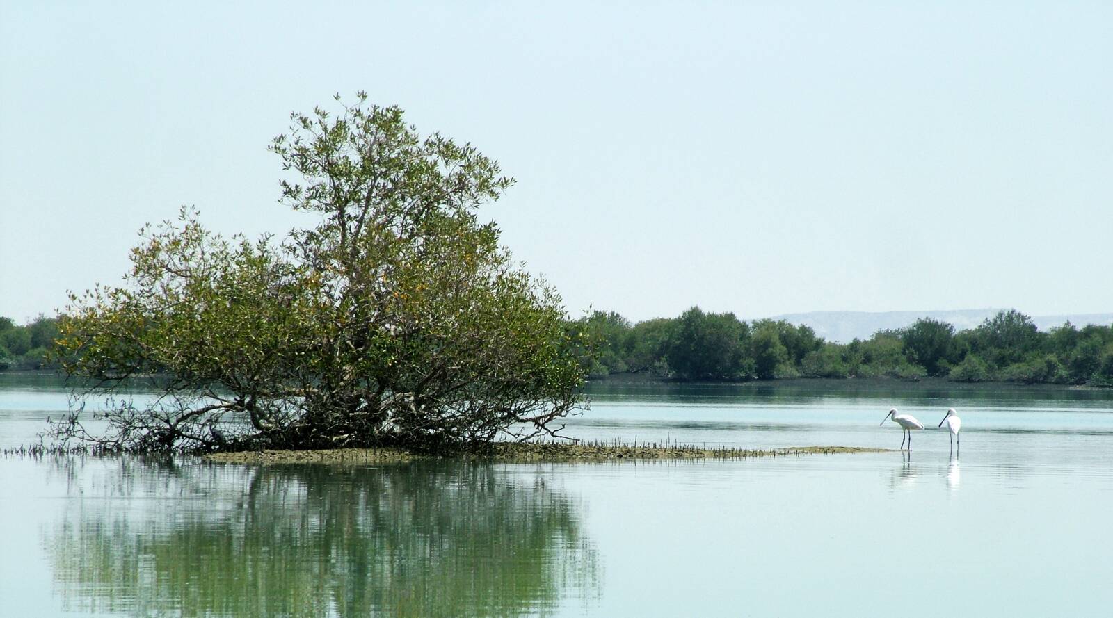 Qeshm Hara Forests | Visit Iran